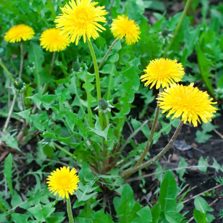 Dandelion Benefits Are Many and Mighty - GardensAll