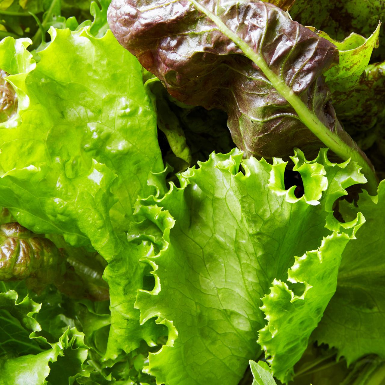 18 Types of Lettuce and the Best Ways to Eat Each One | Epicurious