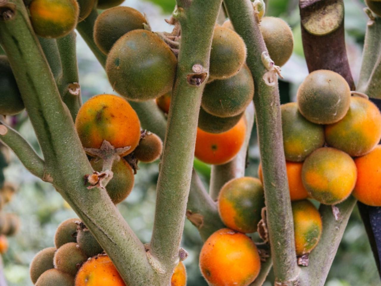 Growing Naranjilla: Learn About Naranjilla Growing Conditions | Gardening  Know How