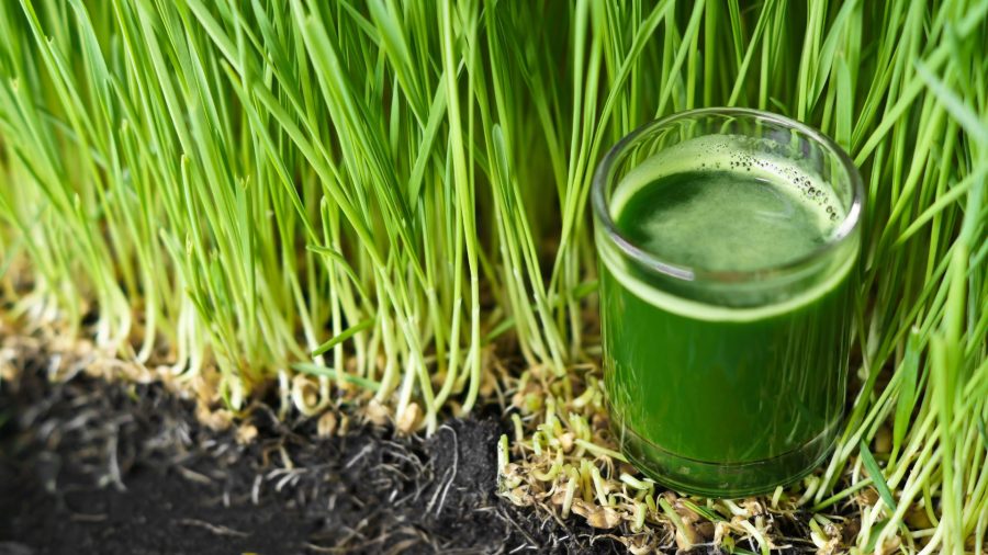 Food Producers Intrigued by Wheatgrass Due to 'Superfood' Status - The Food  Institute