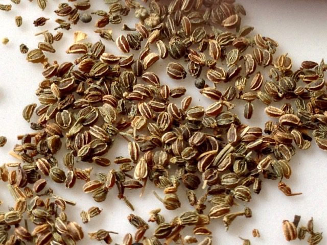 What is Celery Seed? – My Favourite Pastime