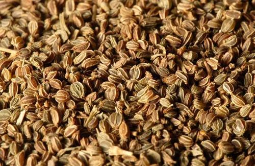 Celery Seeds at best price in Ahmedabad by Prem International Agri Services  Private Limited | ID: 8789585248