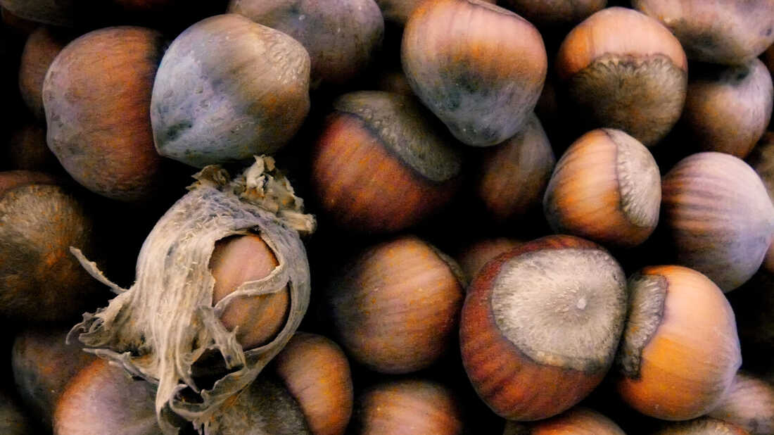 Thanks To Nutella, The World Needs More Hazelnuts : The Salt : NPR