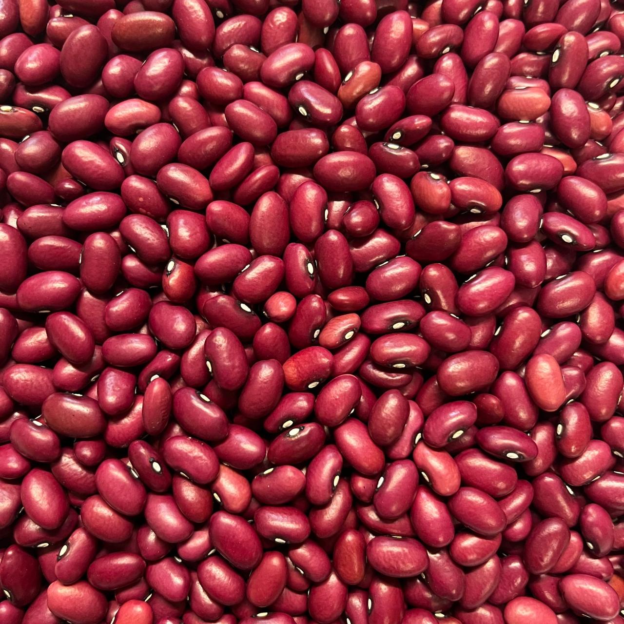 Hidatsa Red Bean – Revival Seeds
