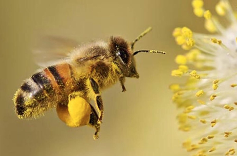 Honey Bee Pollen, Grade Standard: Food Grade, for Personal at Rs  1400/kilogram in Chennai