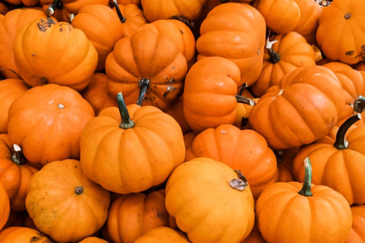 How to Pick a Pumpkin