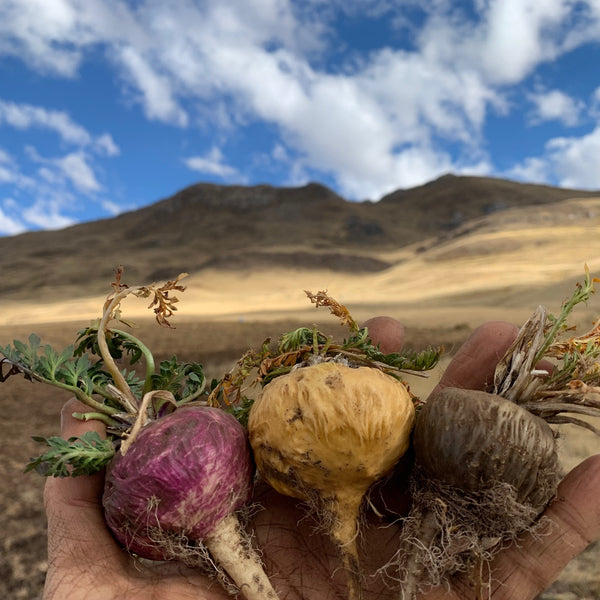 What are the different colours of maca? – Little Bird Organics
