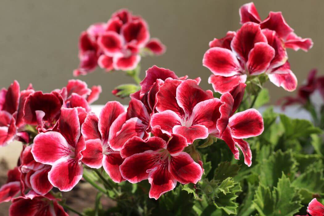 Pelargonium Sidoides: Usage & Benefits | Gaia Herbs: Gaia Herbs®