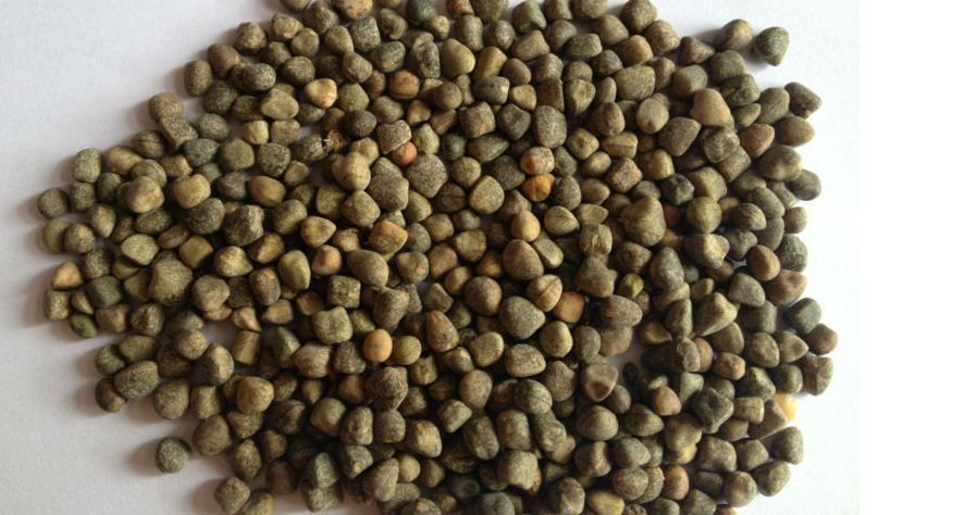 Vetch Seeds at best price in Chennai by Bengal Bay Agro | ID: 14173055191