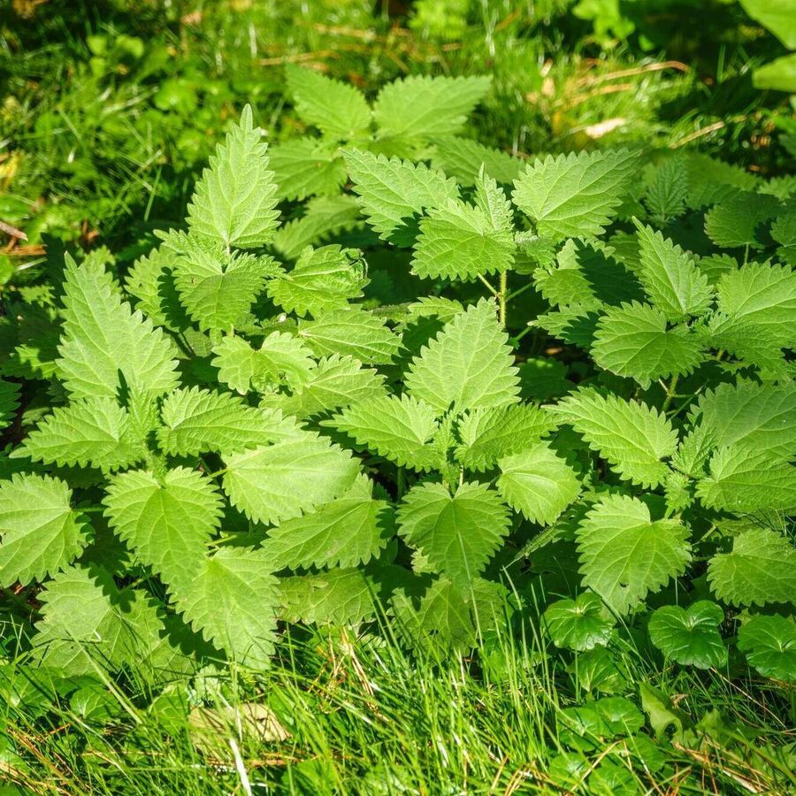 Why we need to rethink Ireland's hated nettle