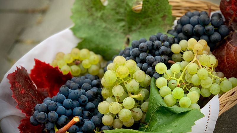 Is Grapes Good For Diabetes? - Sugar.Fit