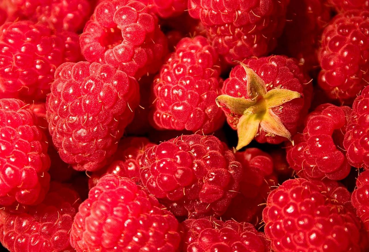 Raspberry | Description, Fruit, Cultivation, Types, & Facts | Britannica