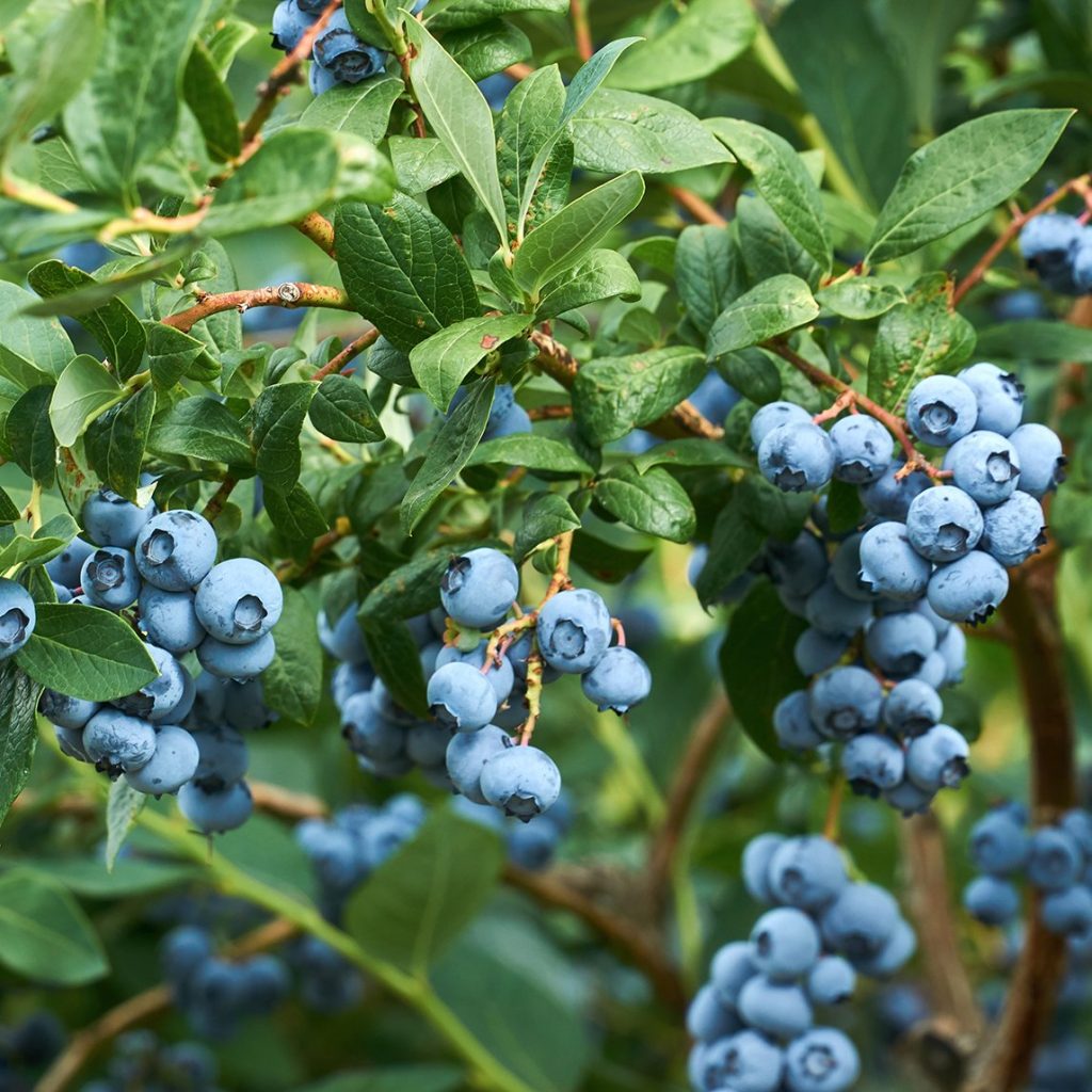 Blueberry 'Powder Blue' - The Diggers Club