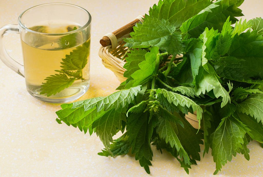 Stinging Nettle: Benefits and Medicinal Uses - eMediHealth